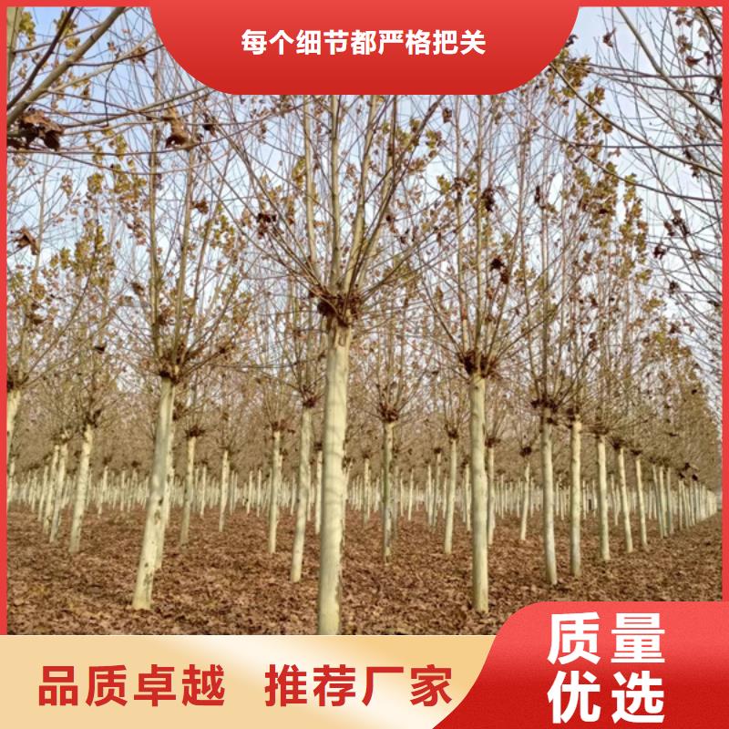 法国梧桐销售法桐拥有核心技术优势