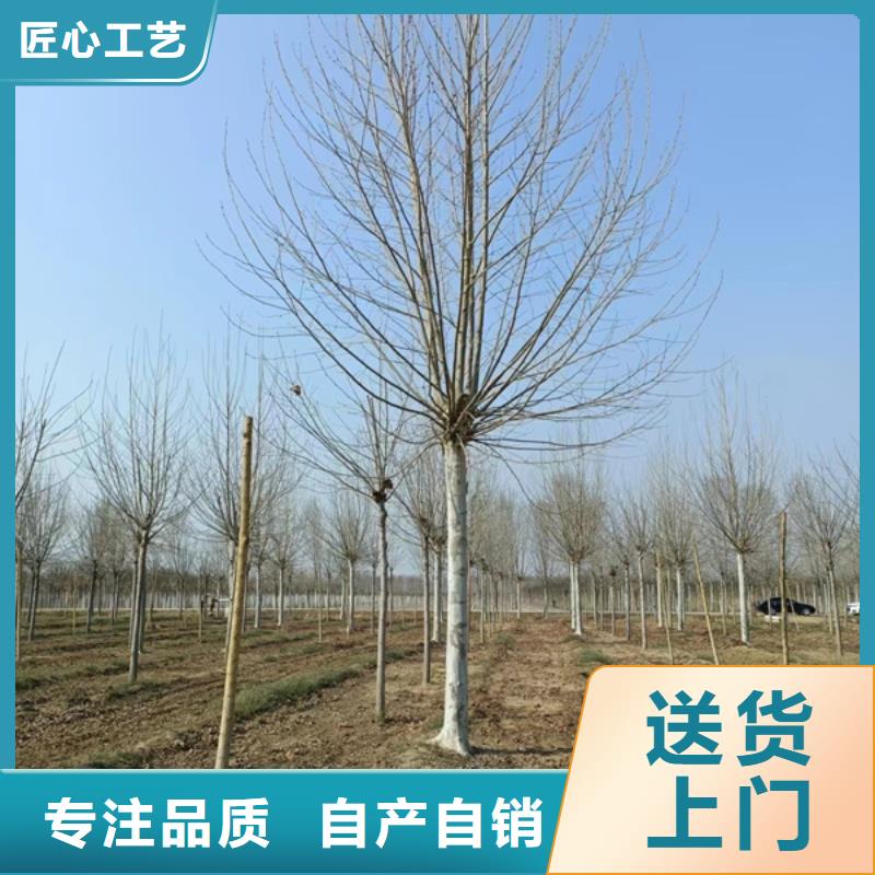 造型法桐多种规格任您选择同城公司