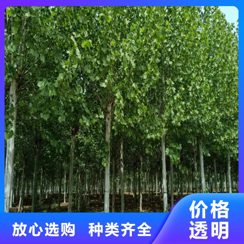专业销售22公分法桐-保量当地厂家