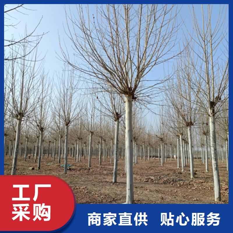 销售法桐基地_厂家/供应同城品牌