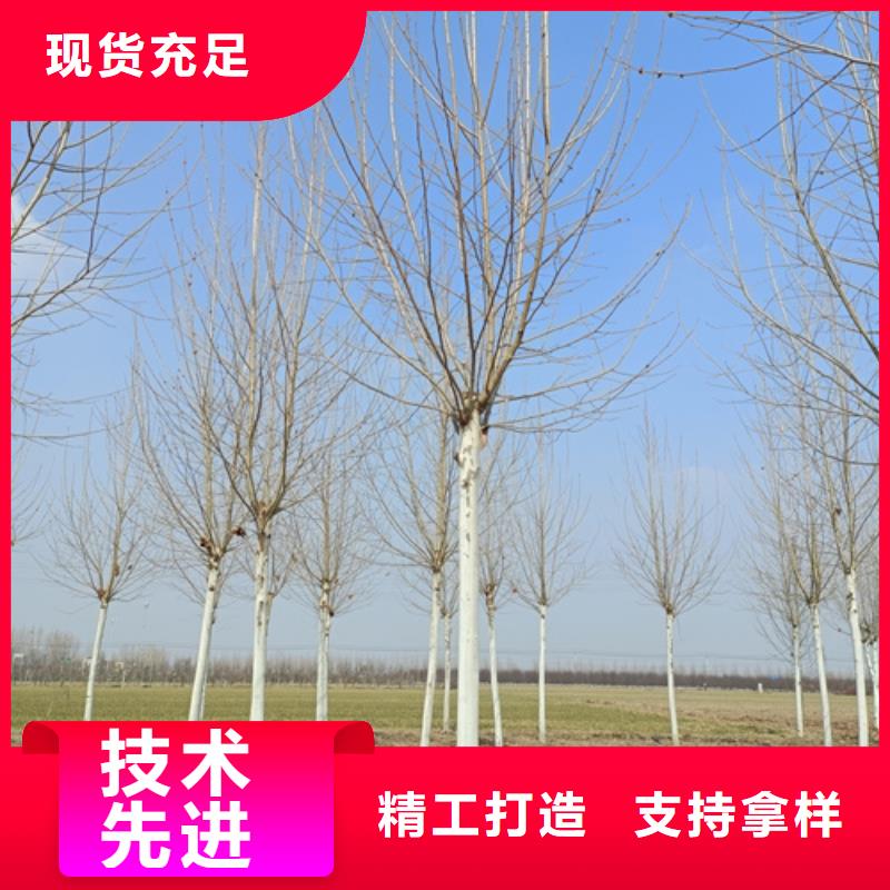 造型法桐-值得购买细节决定品质