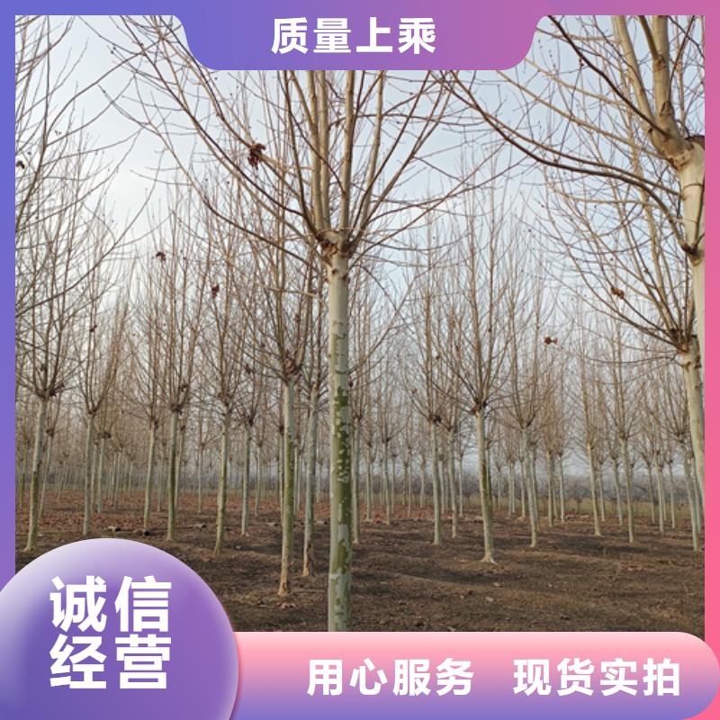 造型法桐放心选专业厂家