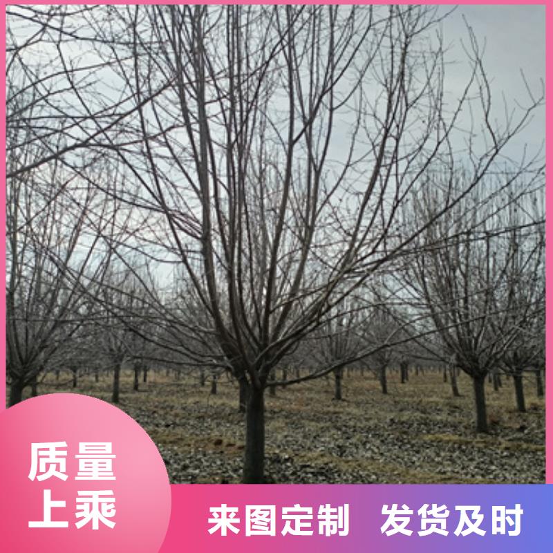口碑好的法桐供货商批发商