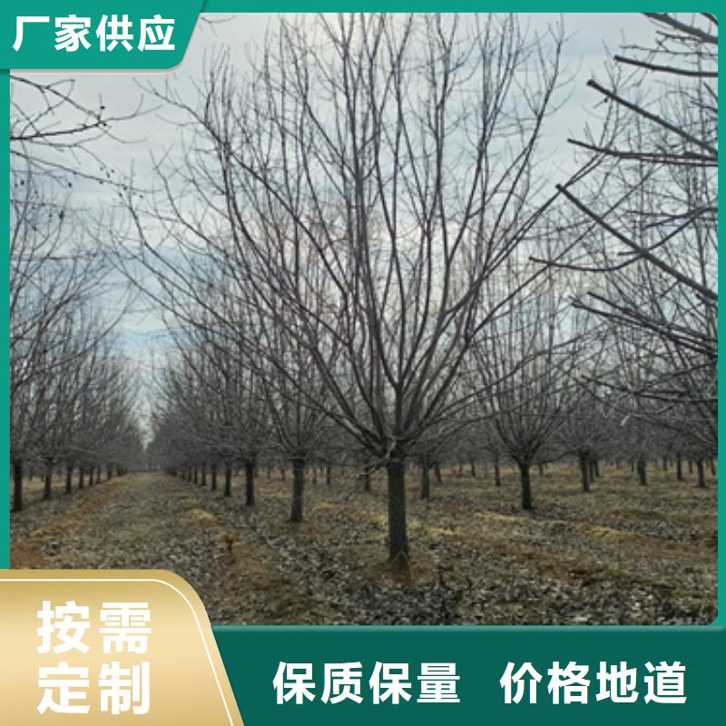 定制造型法桐_优质厂家当地生产商