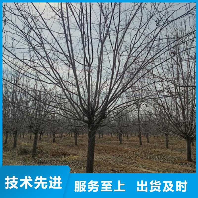 法桐实力雄厚绿化乔木品质之选