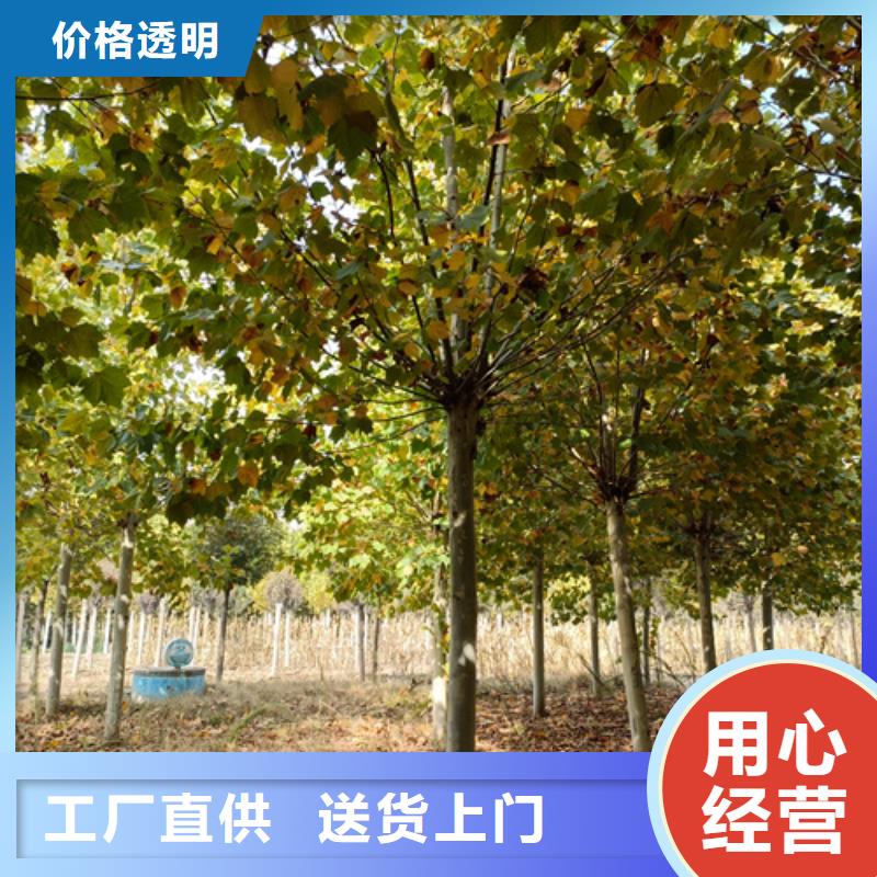 速生法桐定做价格当地生产厂家