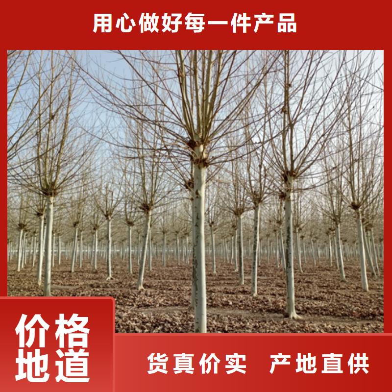 法桐畅销全国绿化苗木厂诚信经营