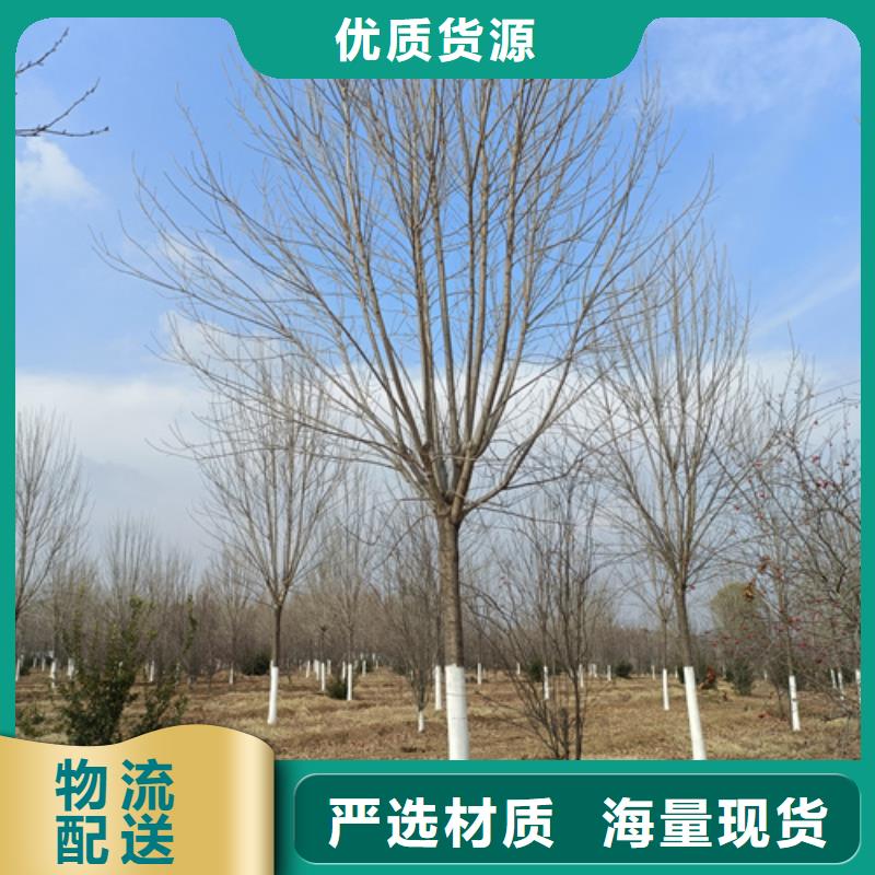 法桐行情质检合格精品优选