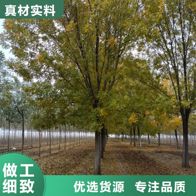 法桐行情-法桐行情全国配送老品牌厂家