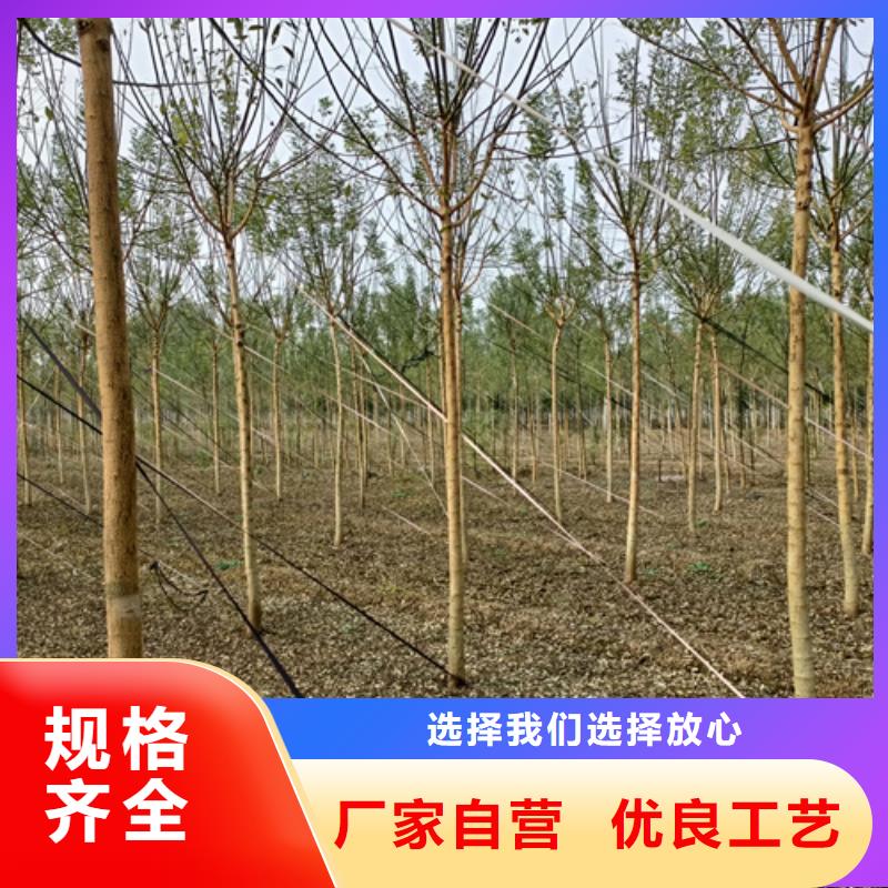 造型法桐现货供应苗木基地有口皆碑