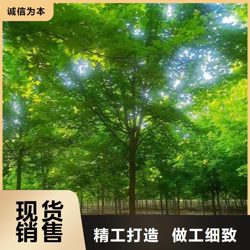 批发法桐行情的当地厂家好品质选我们