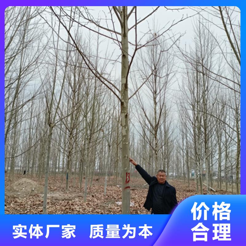造型法桐优质供货商本地厂家