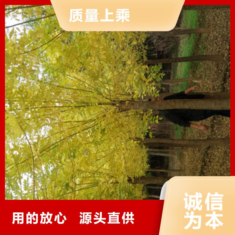 各种规格法桐质量放心绿化乔木大品牌值得信赖