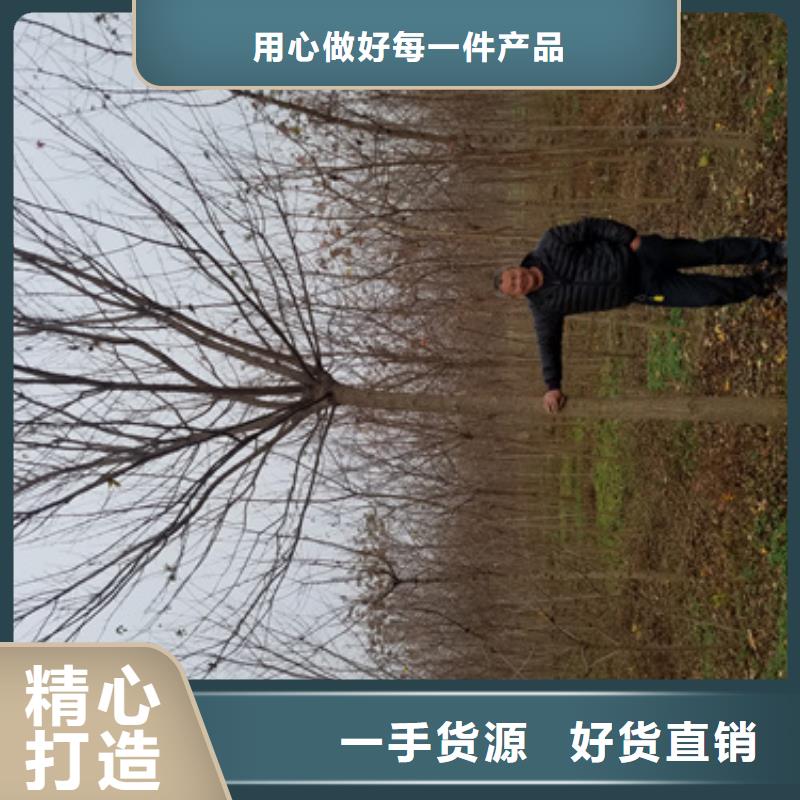 造型法桐量大从优苗木基地专注生产N年