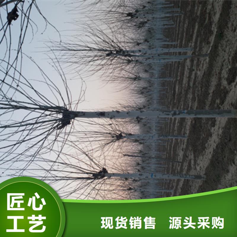 速生法桐欢迎来电绿化苗木同城厂家