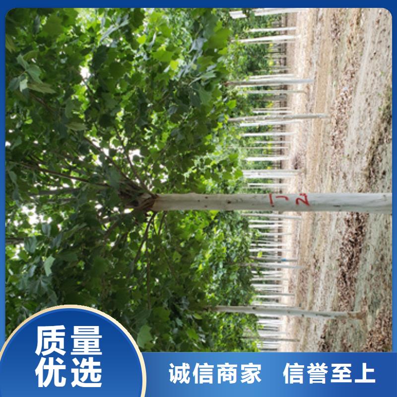 造型法桐服务商源头厂家