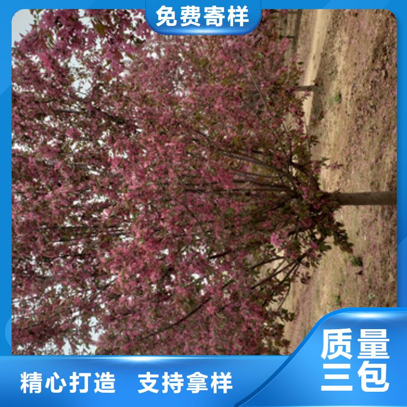 法桐规格-法桐规格生产厂家精品优选