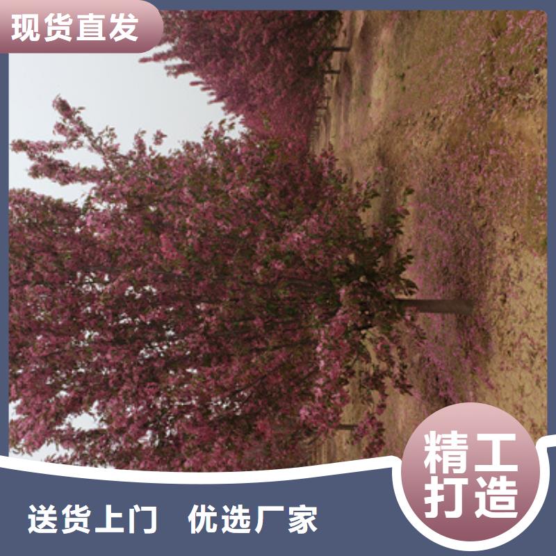 造型法桐如何选择专业的生产厂家