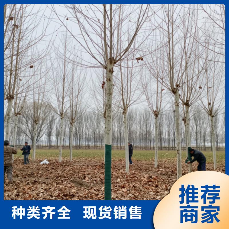 速生法桐品种齐全同城经销商