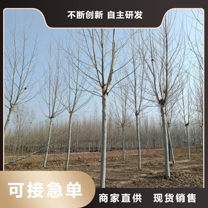 法桐远销各地优选好材铸造好品质