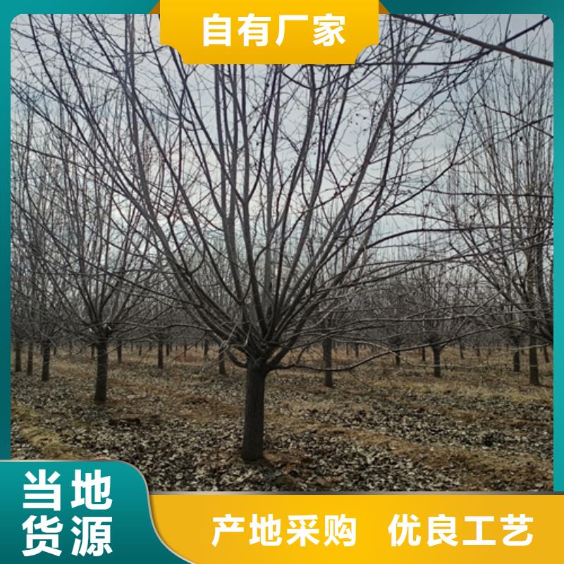 法桐价格放心选择绿化苗木同城货源