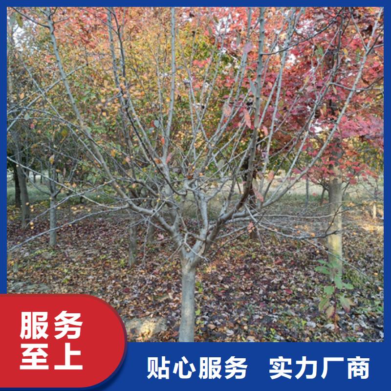 法桐品牌保证品质优选