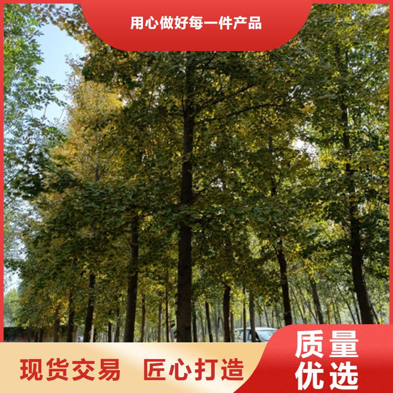 2025##法桐小苗厂家##有限公司对质量负责