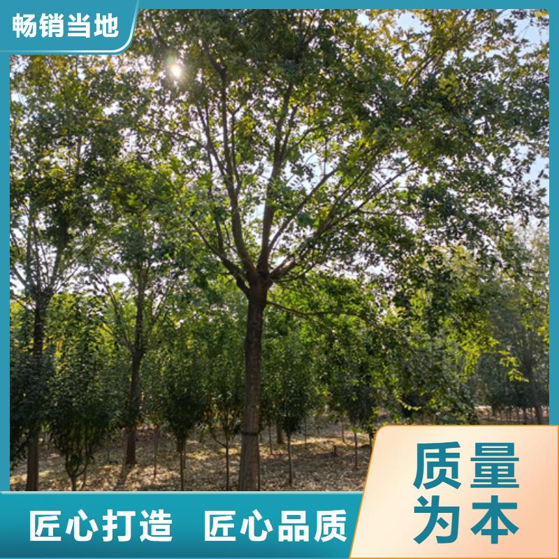 找法桐小苗【无中间商】同城厂家