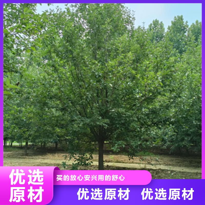 法桐小苗-法桐小苗本地厂家同城品牌