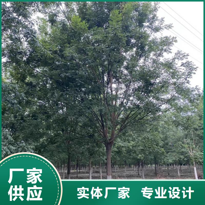 法桐、法桐厂家—薄利多销今年新款