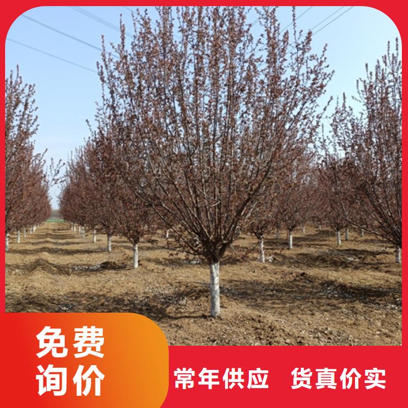 法桐小苗物流送货上门同行低价
