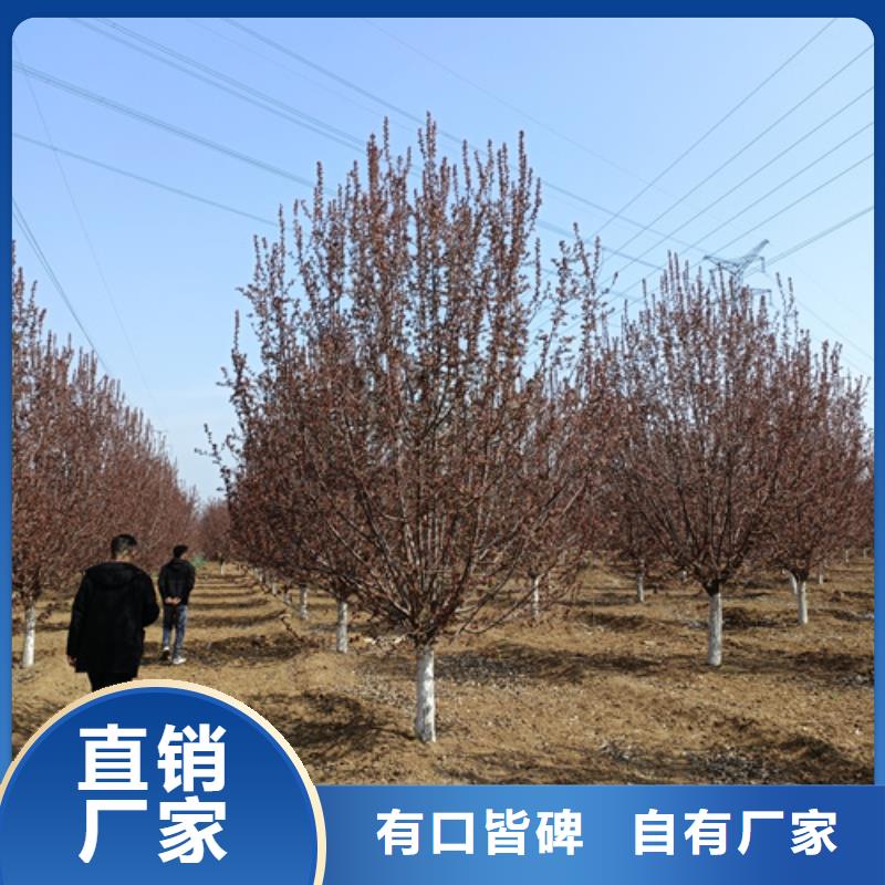 速生法桐、速生法桐厂家直销当地制造商