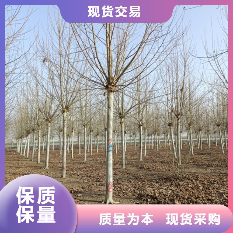 法桐价格货源充足绿化苗木工厂现货供应