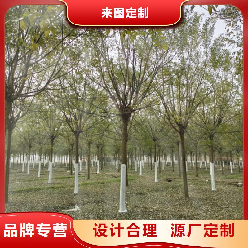 速生法桐-老客户喜爱海量现货
