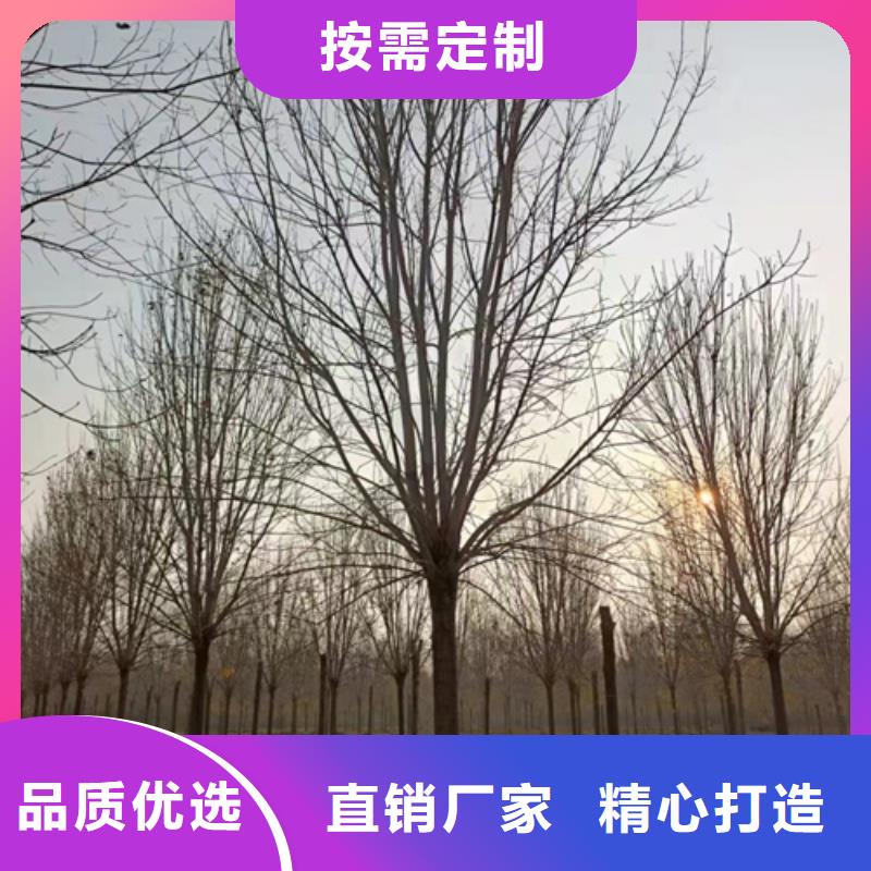 法桐小苗查看详情一周内发货