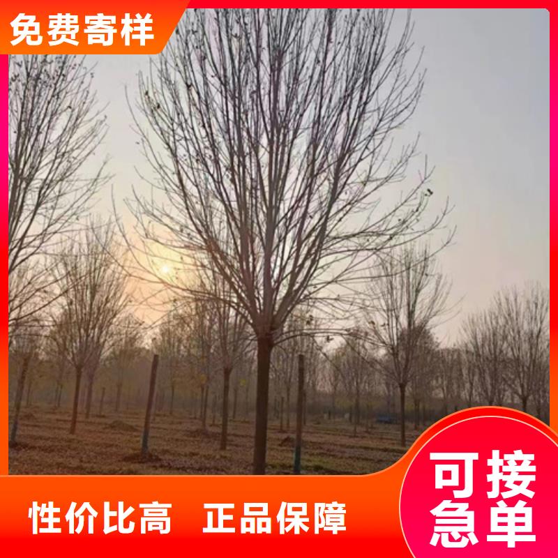 注重法桐行情质量的生产厂家不只是质量好