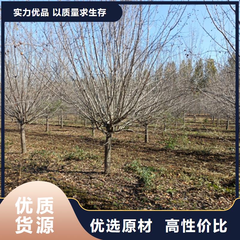 厂家直销法桐小苗厂家实地大厂