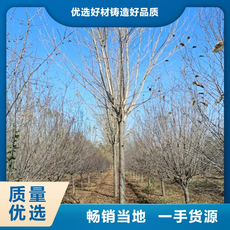 翌昊苗木种植基地速生法桐价格低交货快敢与同行比服务