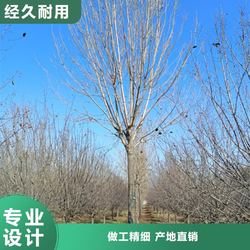 法桐小苗来电咨询绿化苗木厂家直销省心省钱