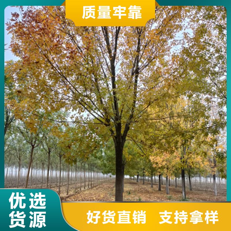 造型法桐畅销全国绿化苗木同城服务商