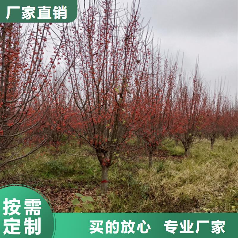 法桐免费安排发货现货直发