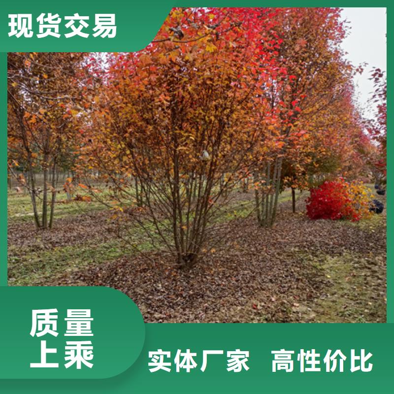 定做法桐小苗厂家同城货源