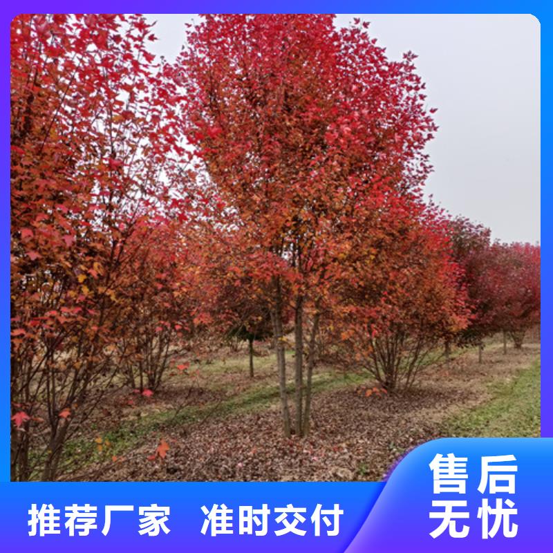 批发法桐行情_诚信厂家使用方法