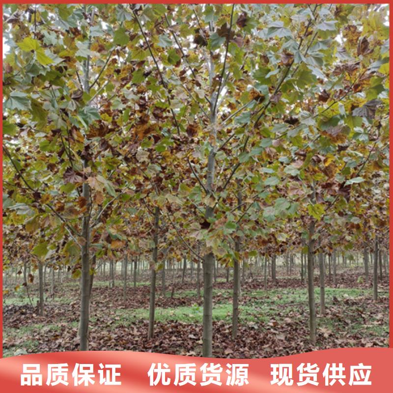 造型法桐-您身边的造型法桐厂家用品质赢得客户信赖