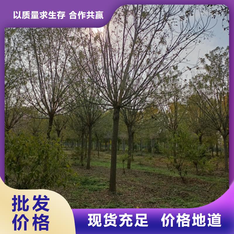 速生法桐厂家价格低为您精心挑选