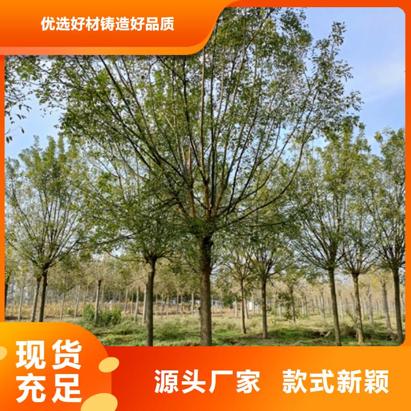 法桐小苗来图定制质优价廉