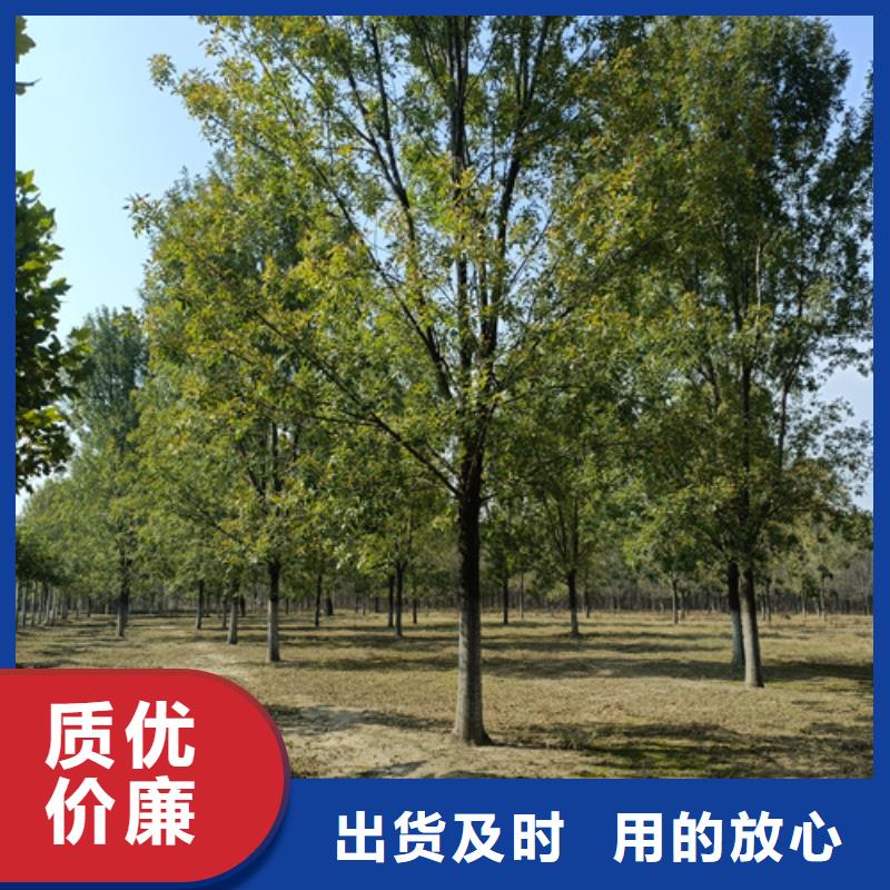 速生法桐承诺守信绿化苗木实地大厂