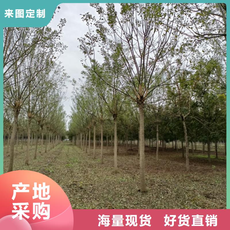 法桐行情厂家直销法桐行情专业生产设备