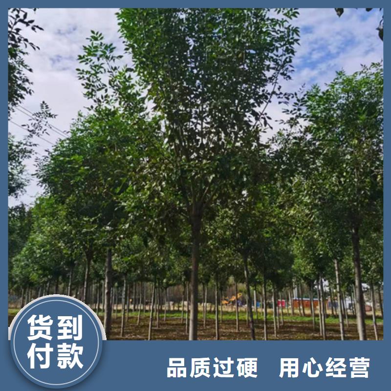 速生法桐品质可靠同城生产商