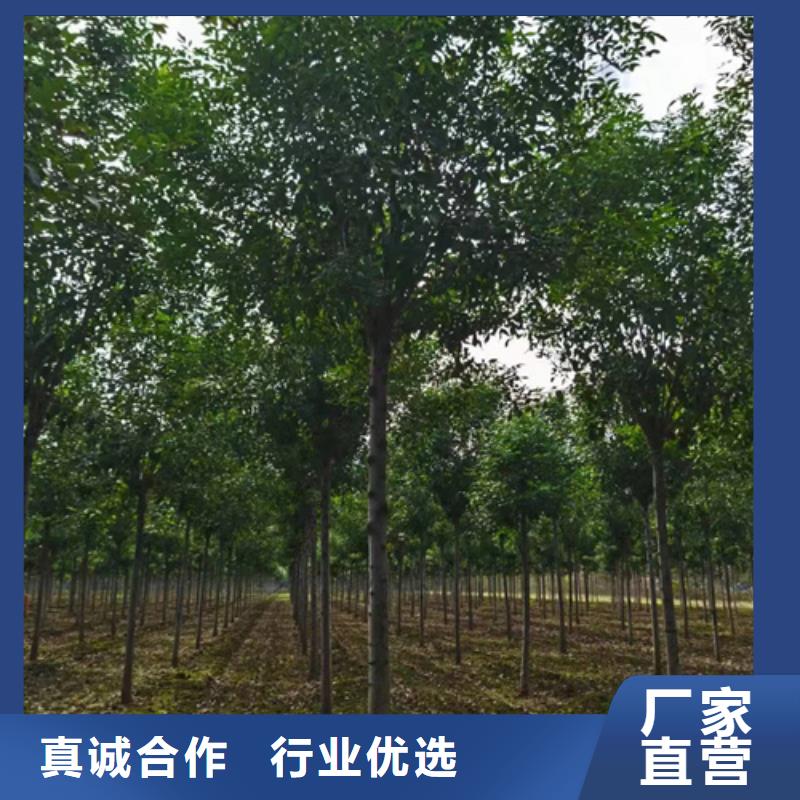 法桐小苗质量保证绿化乔木定制不额外收费